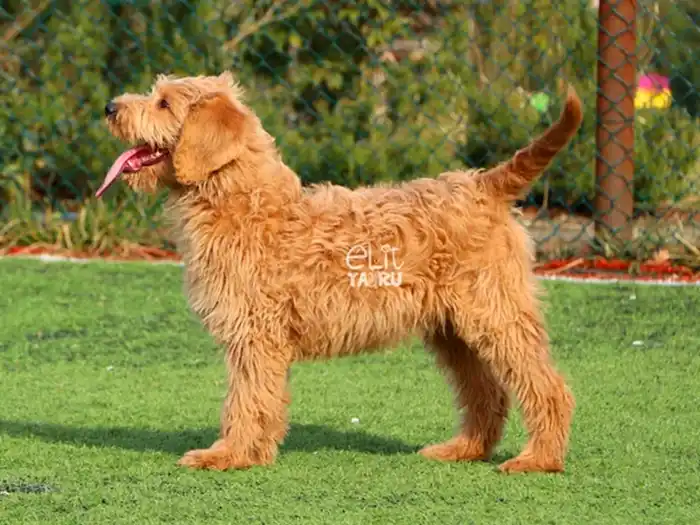 Labradoodle 1