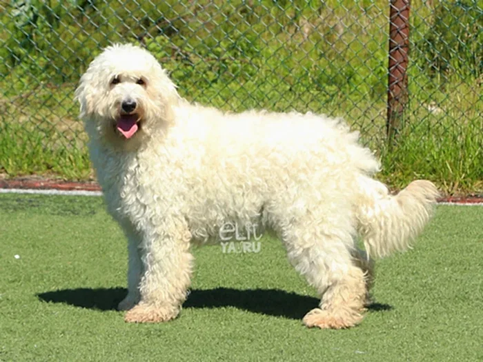 Labradoodle 4
