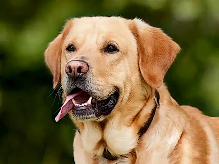 Labrador Retriever 2