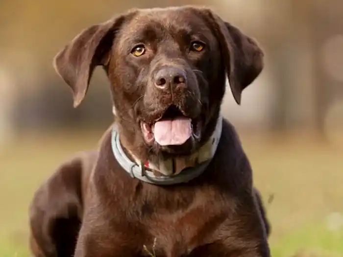 Labrador Retriever 4