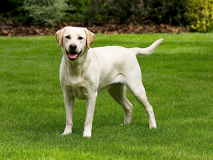 Labrador Retriever 3