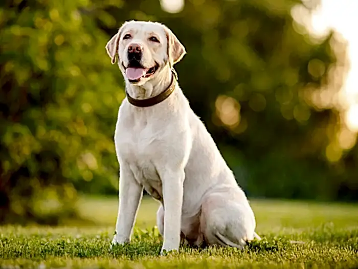 Labrador Retriever 1