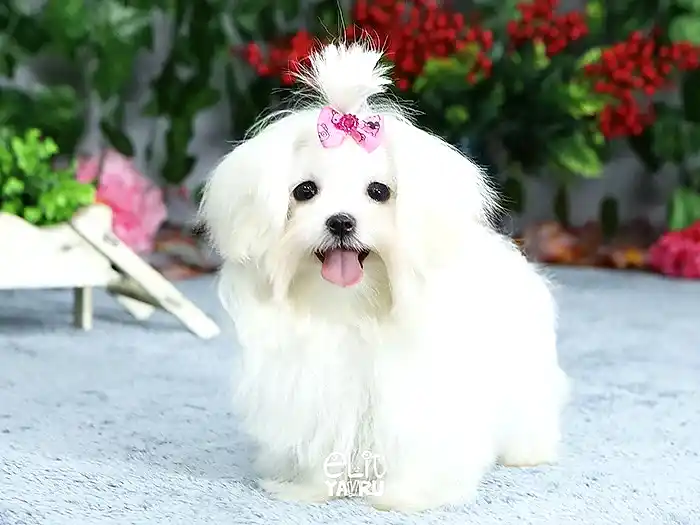 Maltese Terrier 1