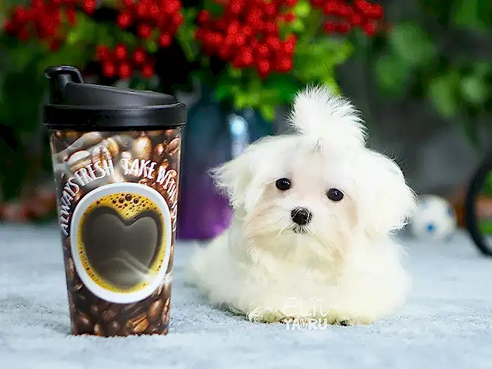 Maltese Terrier 3