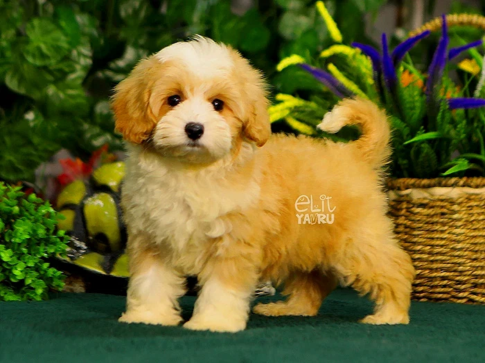 Maltipoo 3