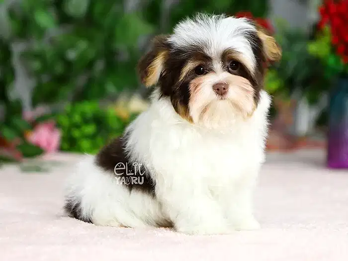 Morkie