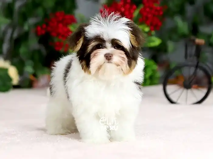 Morkie 4
