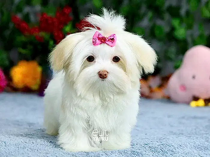 Morkie 5
