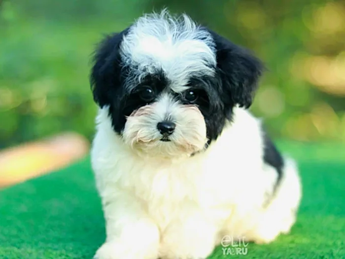 Morkie 2