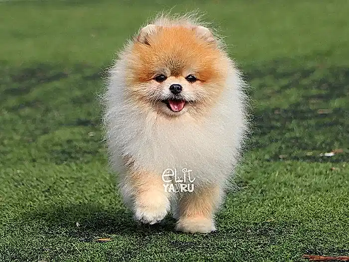  Pomeranian Boo 4