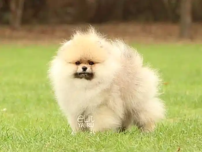  Pomeranian Boo 8