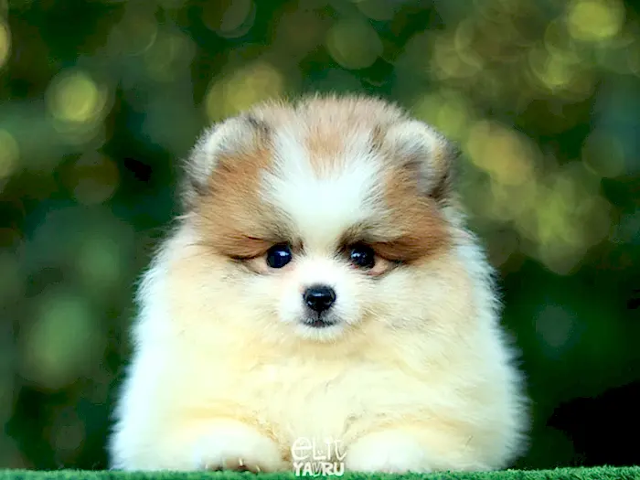  Pomeranian Boo 6