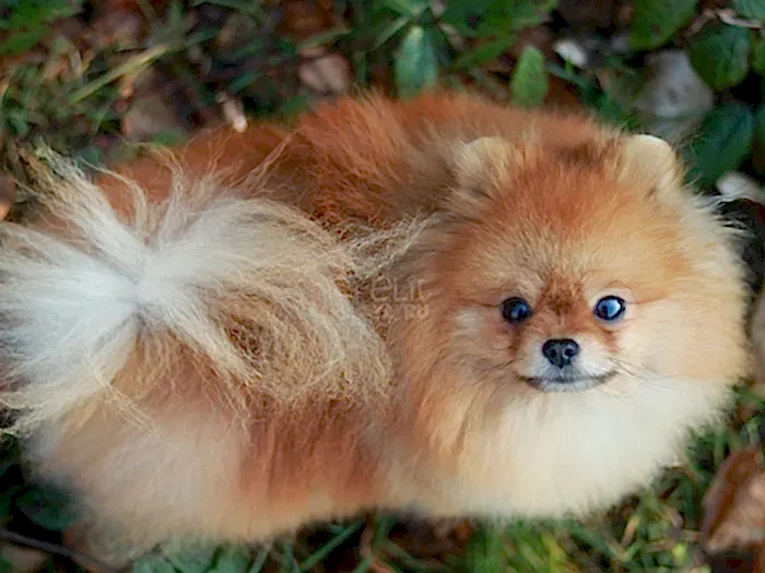  Pomeranian Boo 7