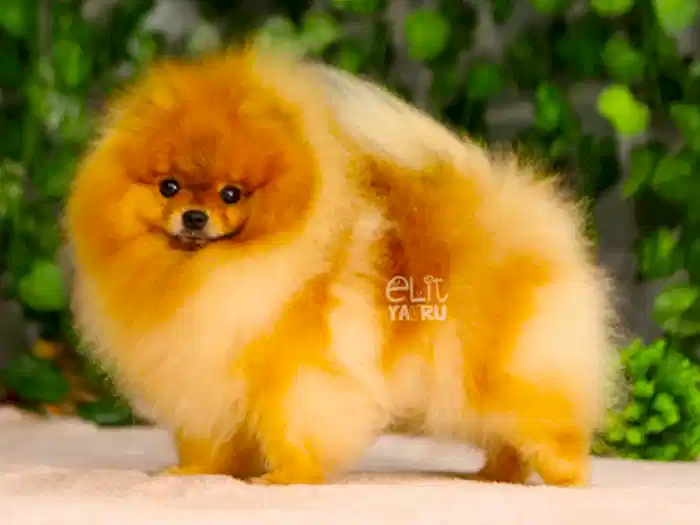 Pomeranian Boo