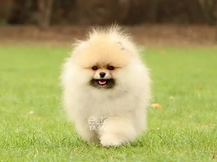  Pomeranian Boo 5