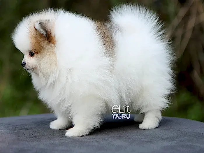  Pomeranian Boo 1