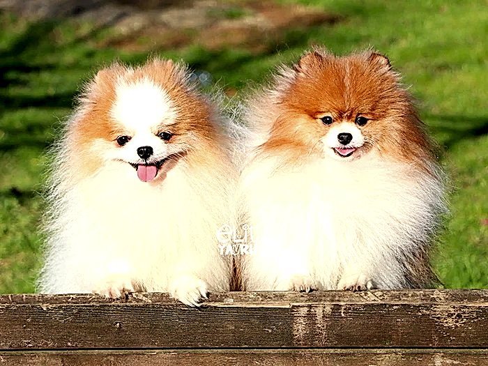  Pomeranian Boo 2