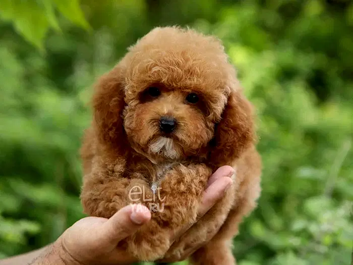 Poochon
