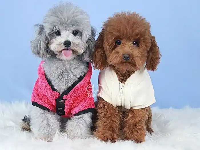 Poodle 4