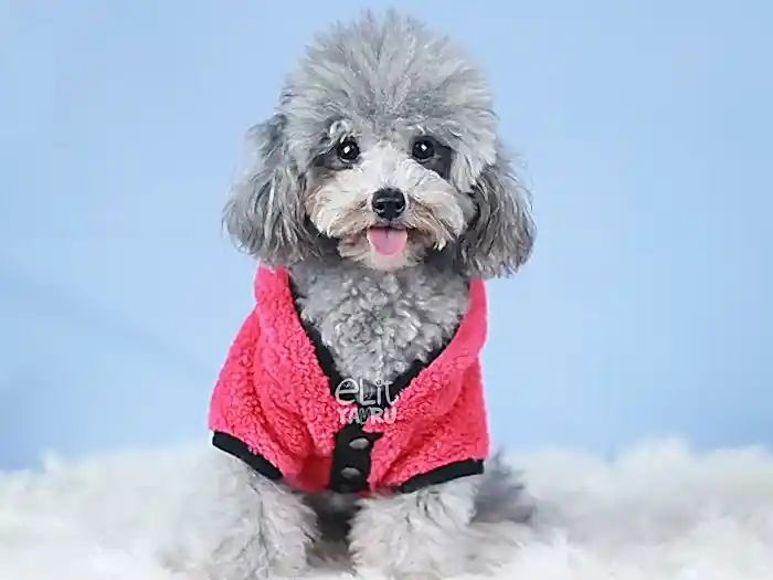 Poodle 9
