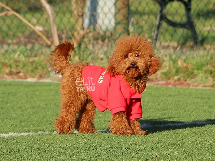 Poodle 5