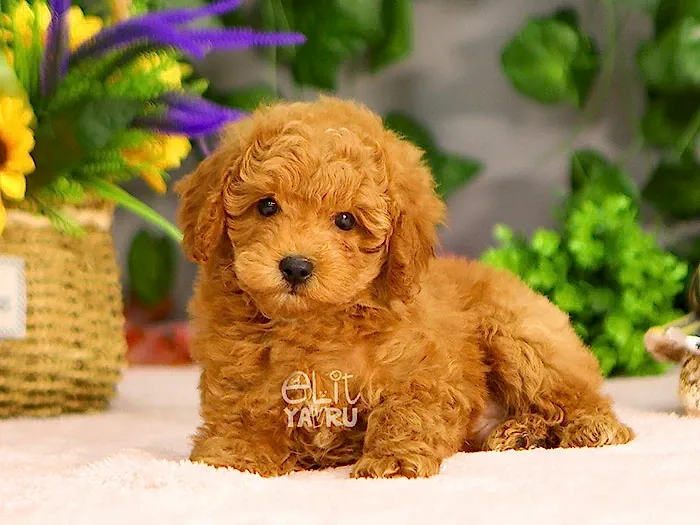 Poodle 7