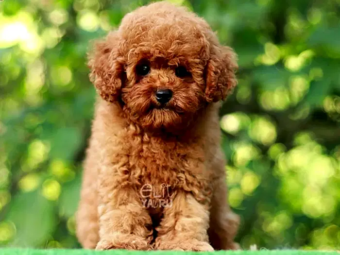 Poodle 2