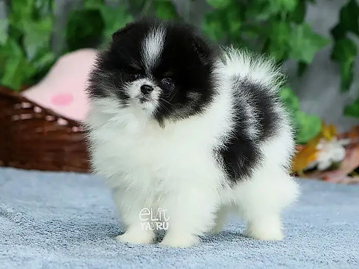  Pomeranian Boo 3
