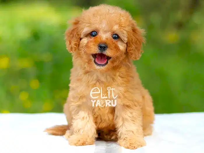 Poodle 1