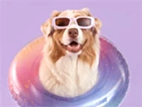 Köpek Pansiyonu