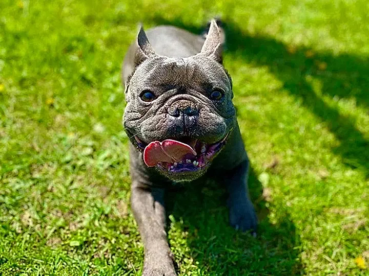 Köpek Oteli Ücretleri