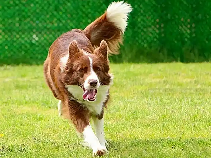 Köpeğiniz İçin Güvenli ve Konforlu Köpek Oteli Hizmeti