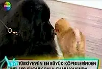 Dev Pala ile Minik Fincan Saba Tümer'e konuk oldu