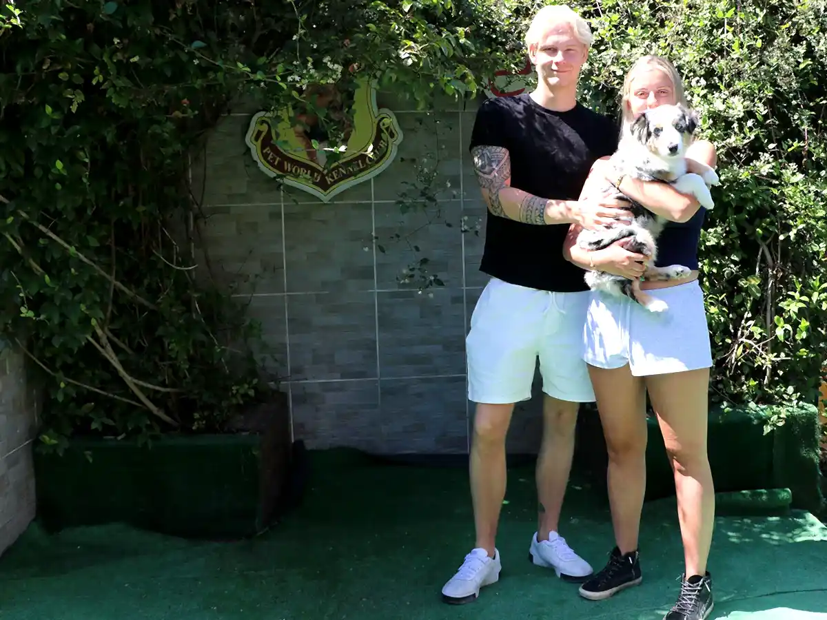 Belçika'dan Aleyna Hanım Miniature American Shepherd yavrusuna kavuştu