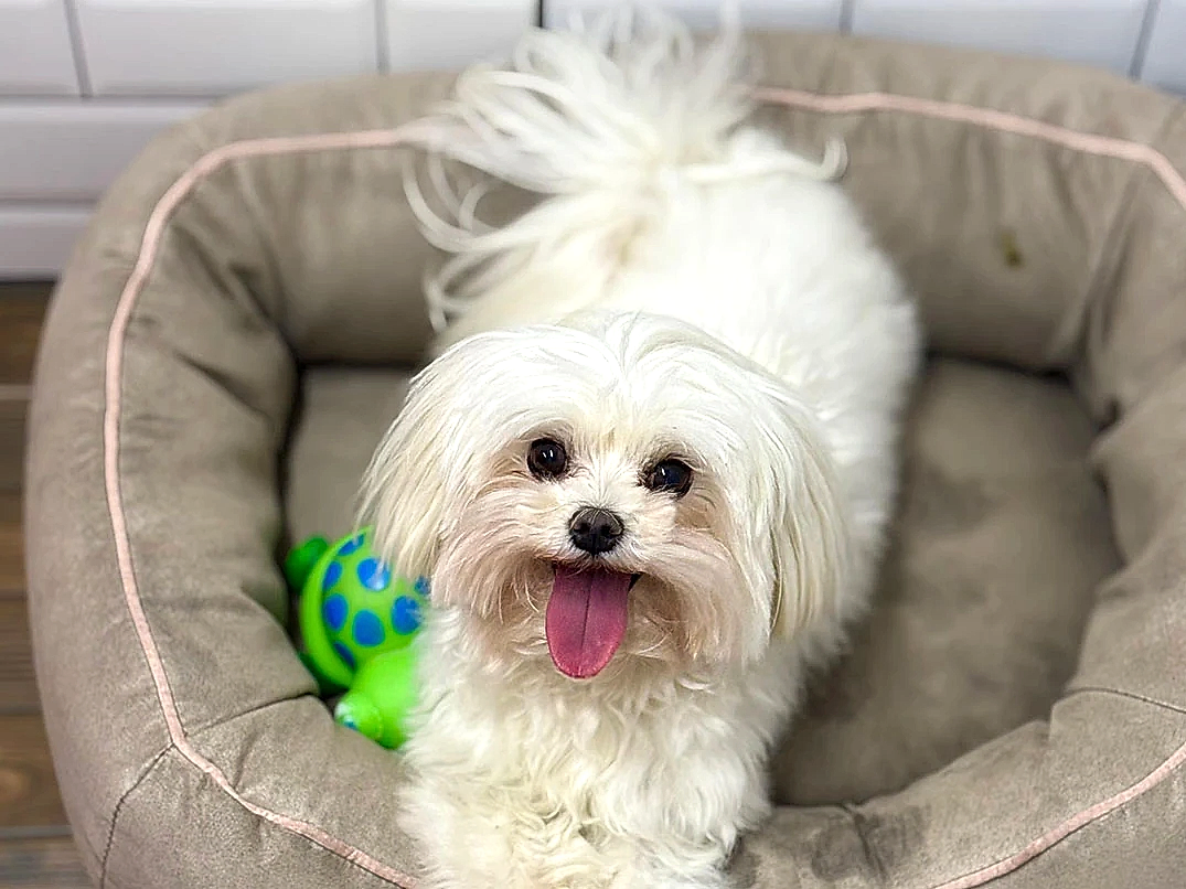 Pansiyonerlerimizden Maltese Quincy