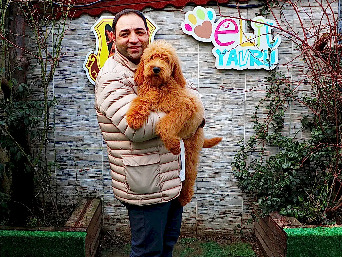 Behzad Bey Labradoodle dostu Taffy'e kavuştu