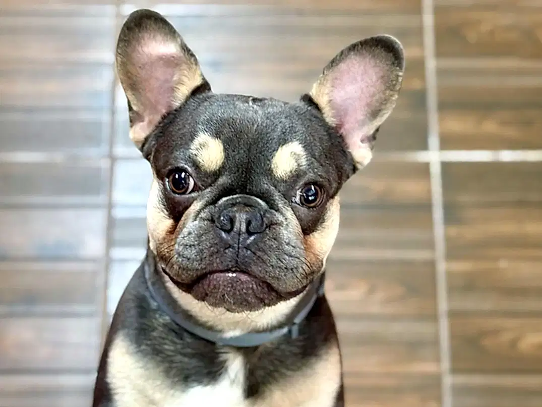 Sevimli Pansiyonerimiz French Bulldog Lion