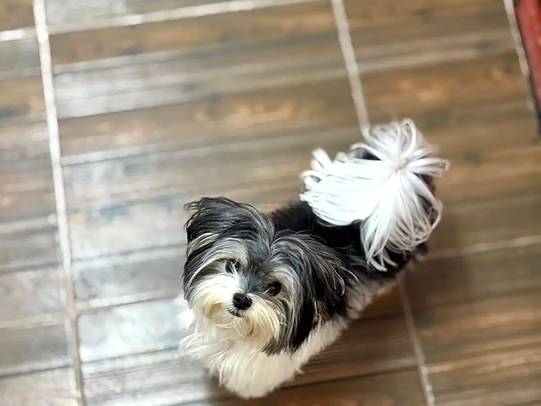 Elit Yavru Pet Otelimizin Sevimli Misafiri Morkie Majör