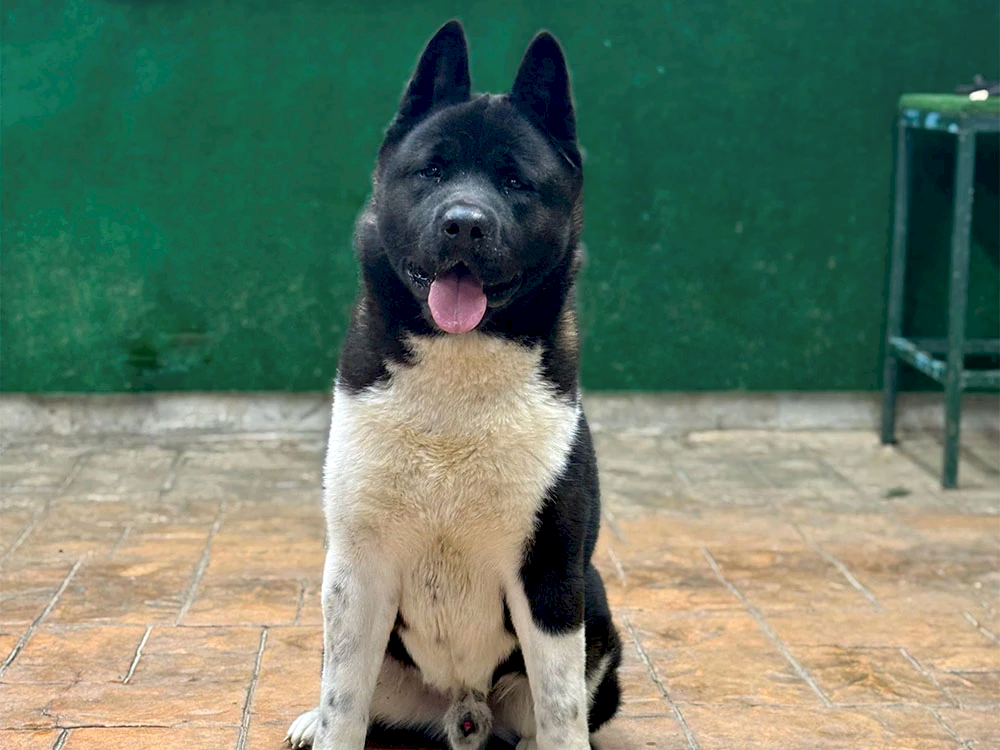 Pansiyonerlerimizden American Akita Artur