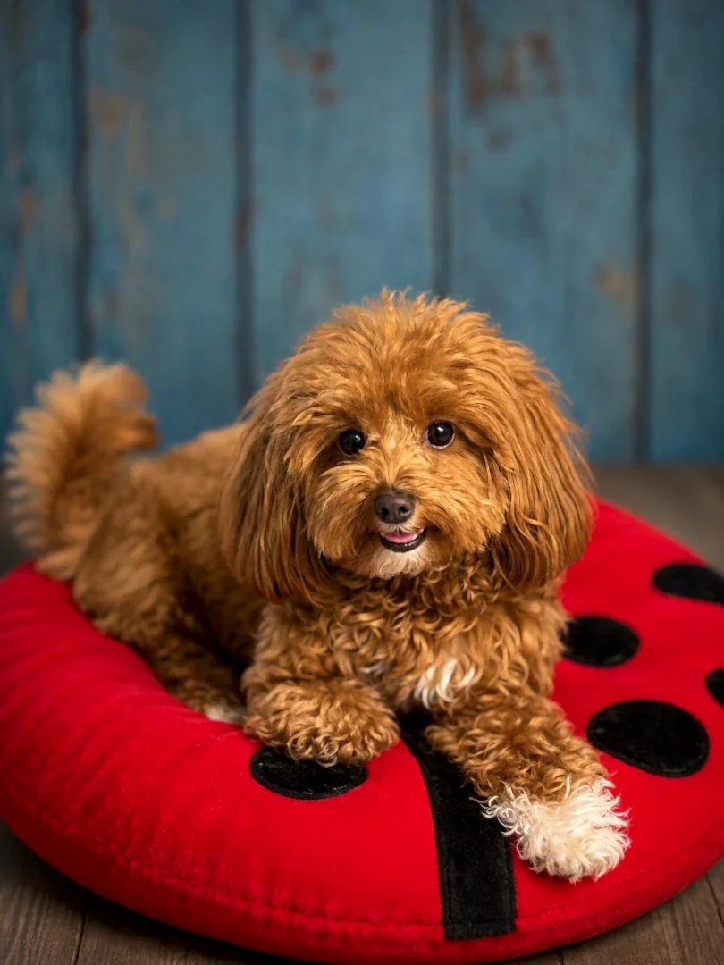 Pansiyonerlerimizden Maltipoo Mocha