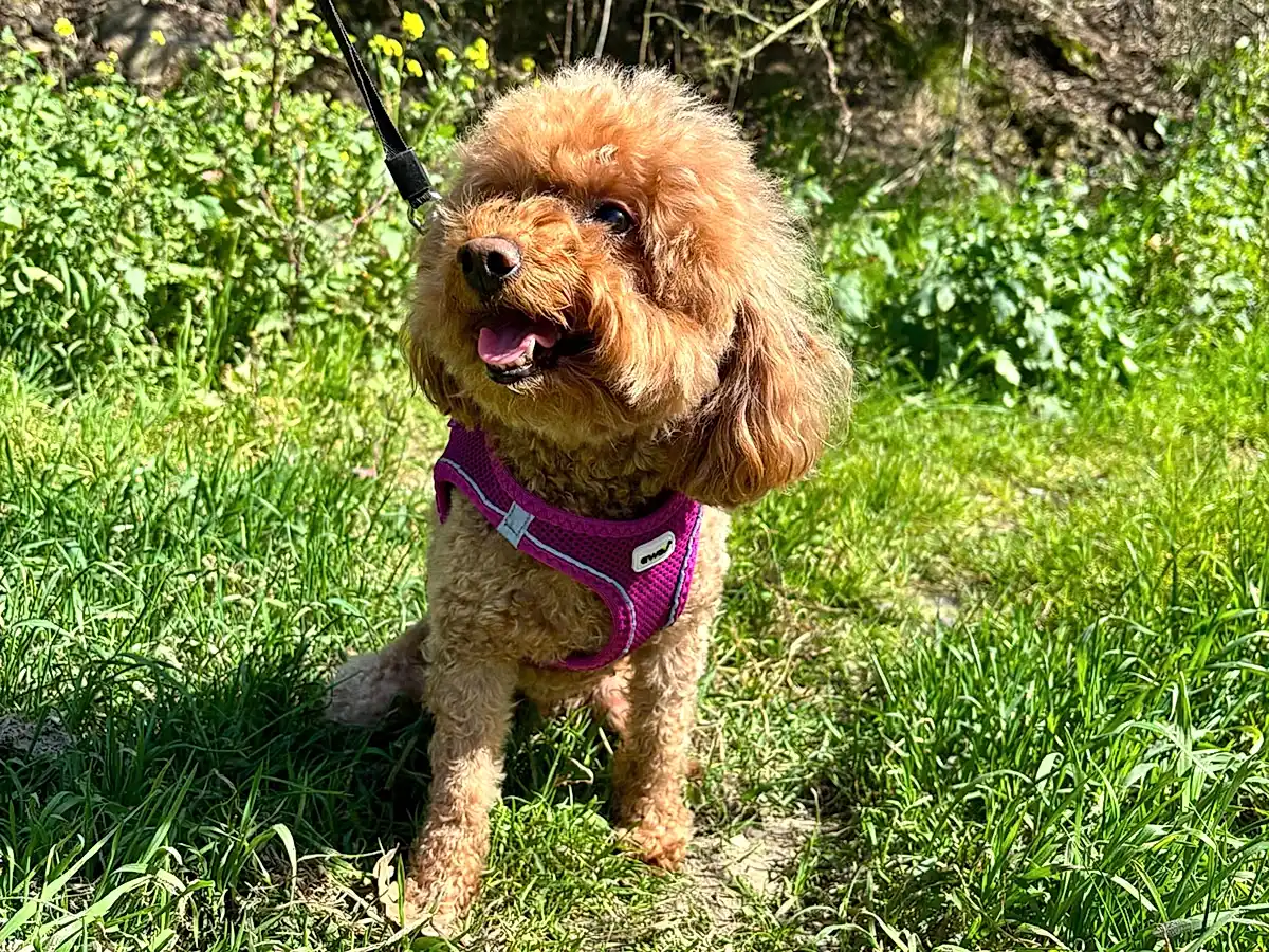 Misafirlerimizden Poodle Leia