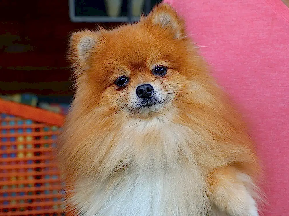 Düzenli pansiyonerimiz, Pomeranian Ori :)