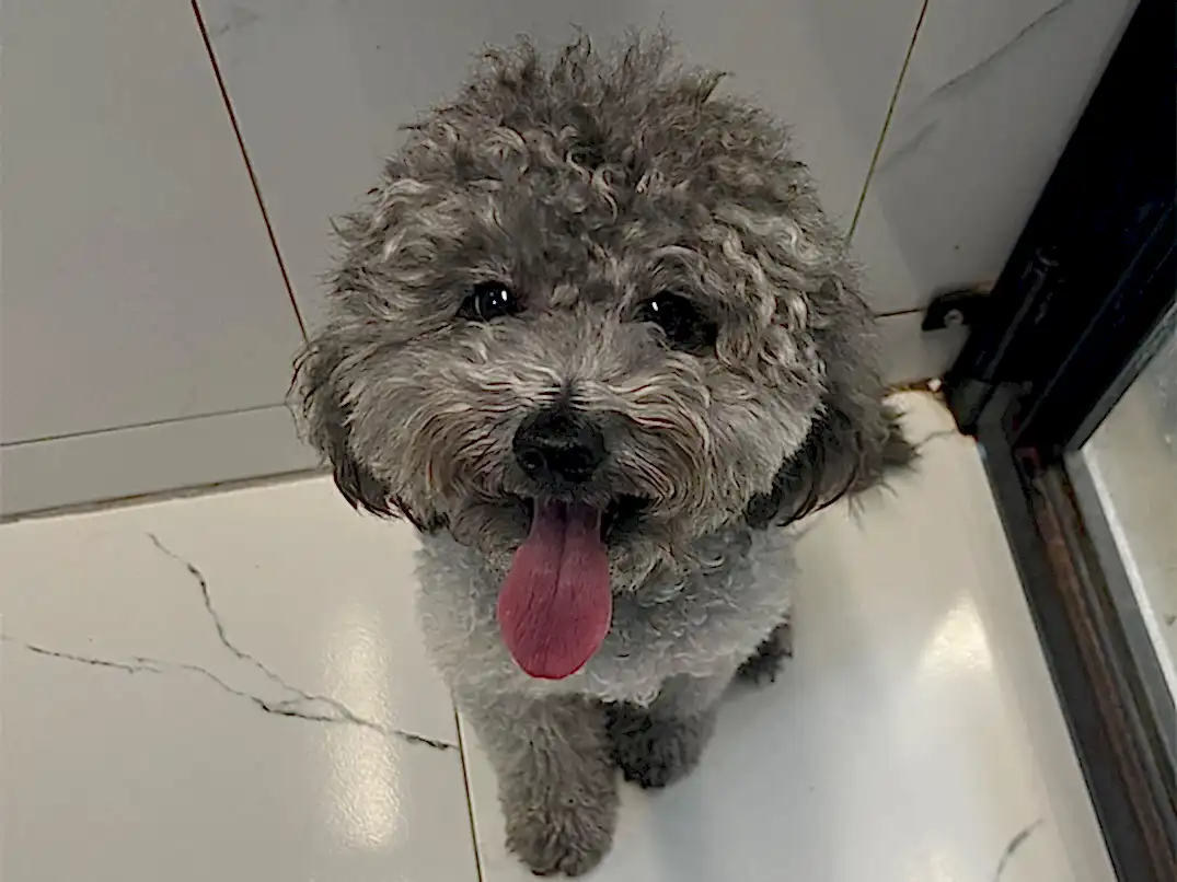 Pansiyonerlerimizden Poodle Lucky
