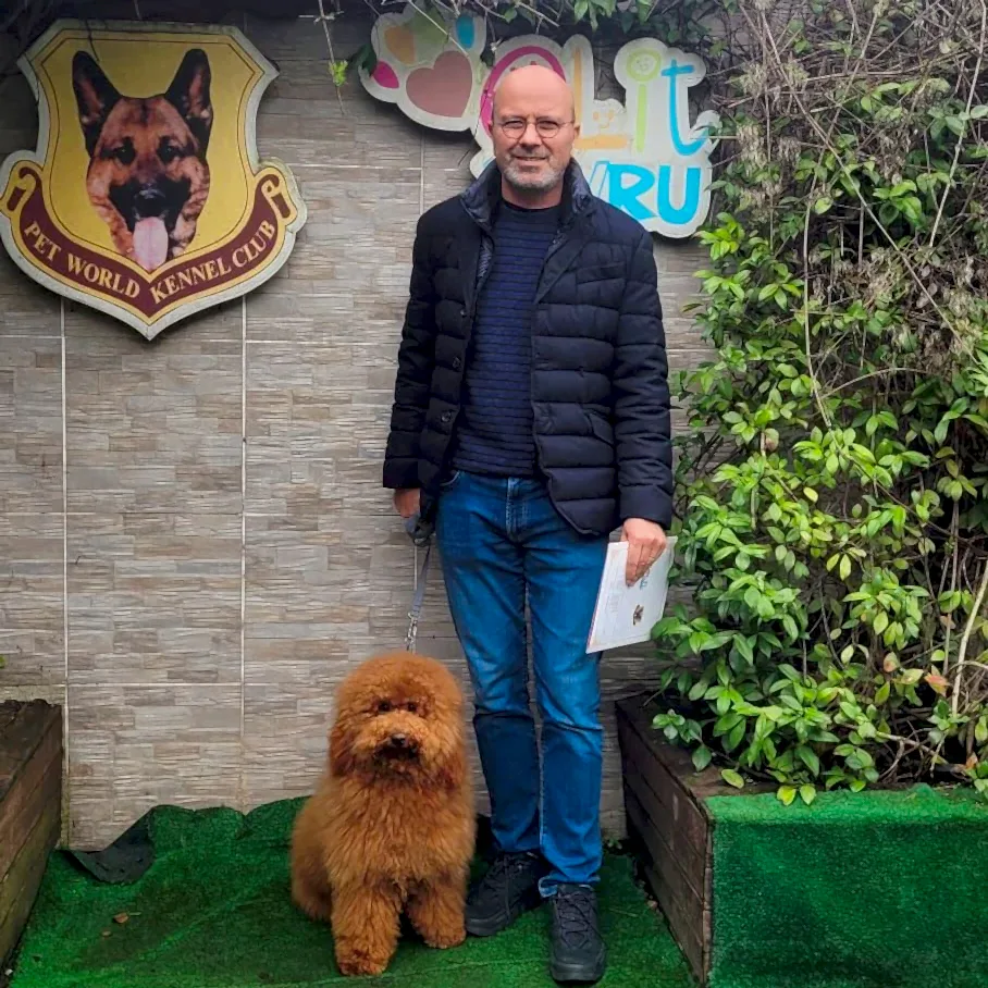 Labradoodle dostumuz Alex, ileri Temel eğitimini başarılı bir şekilde tamamladı