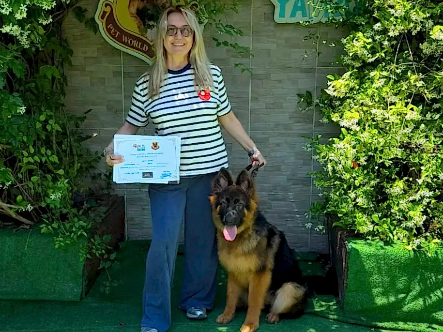 İzmir'den Gökhan Cuvak Ailesinin Alman Çoban Köpeği Bella'sı Temel İtaat Eğitimini Başarıyla Tamamladı