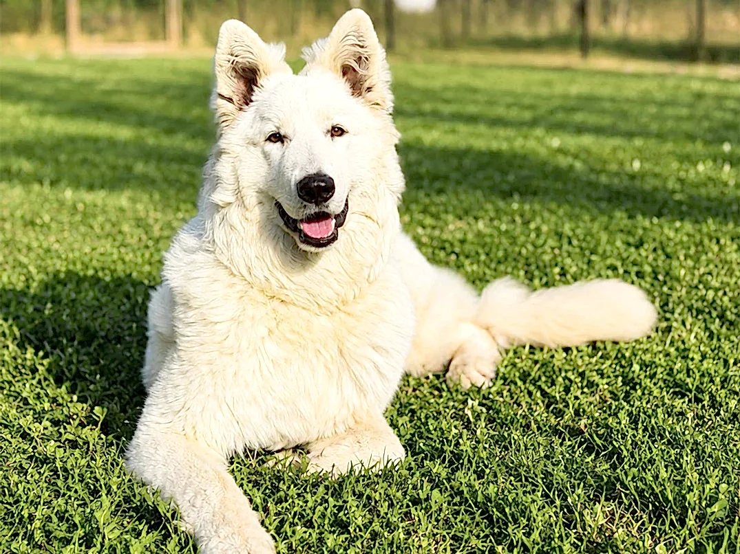 Elit Yavru Pet Otel Misafirimiz Ayaz