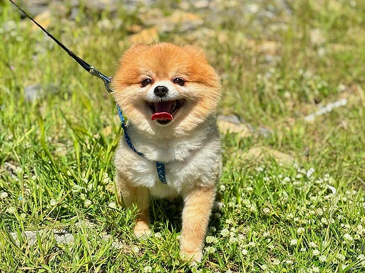 Misafirlerimizden Pomeranian Prens
