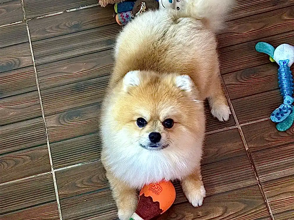 Pansiyonerlerimizden, Pomeranian Maris
