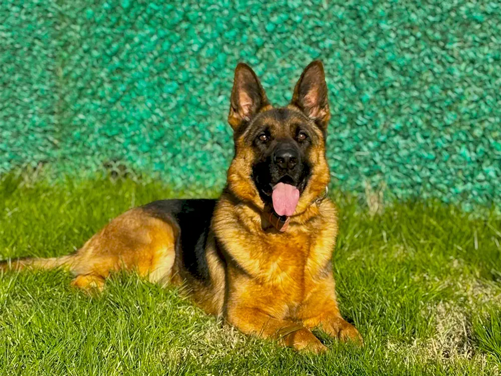 Pansiyonerlerimizden Alman Çoban Zeyna