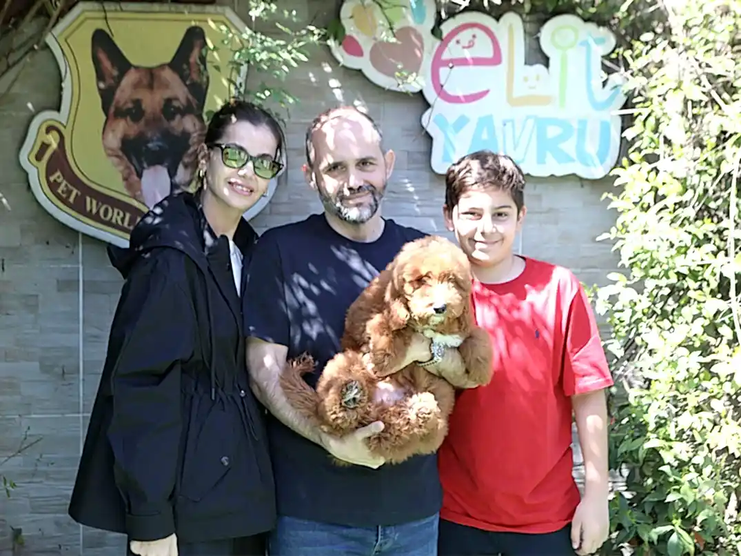 Sumqayıt’den İsmail Okan ve Ailesi, Medium Labradoodle Yavrularını Ailelerine Dahil Etti